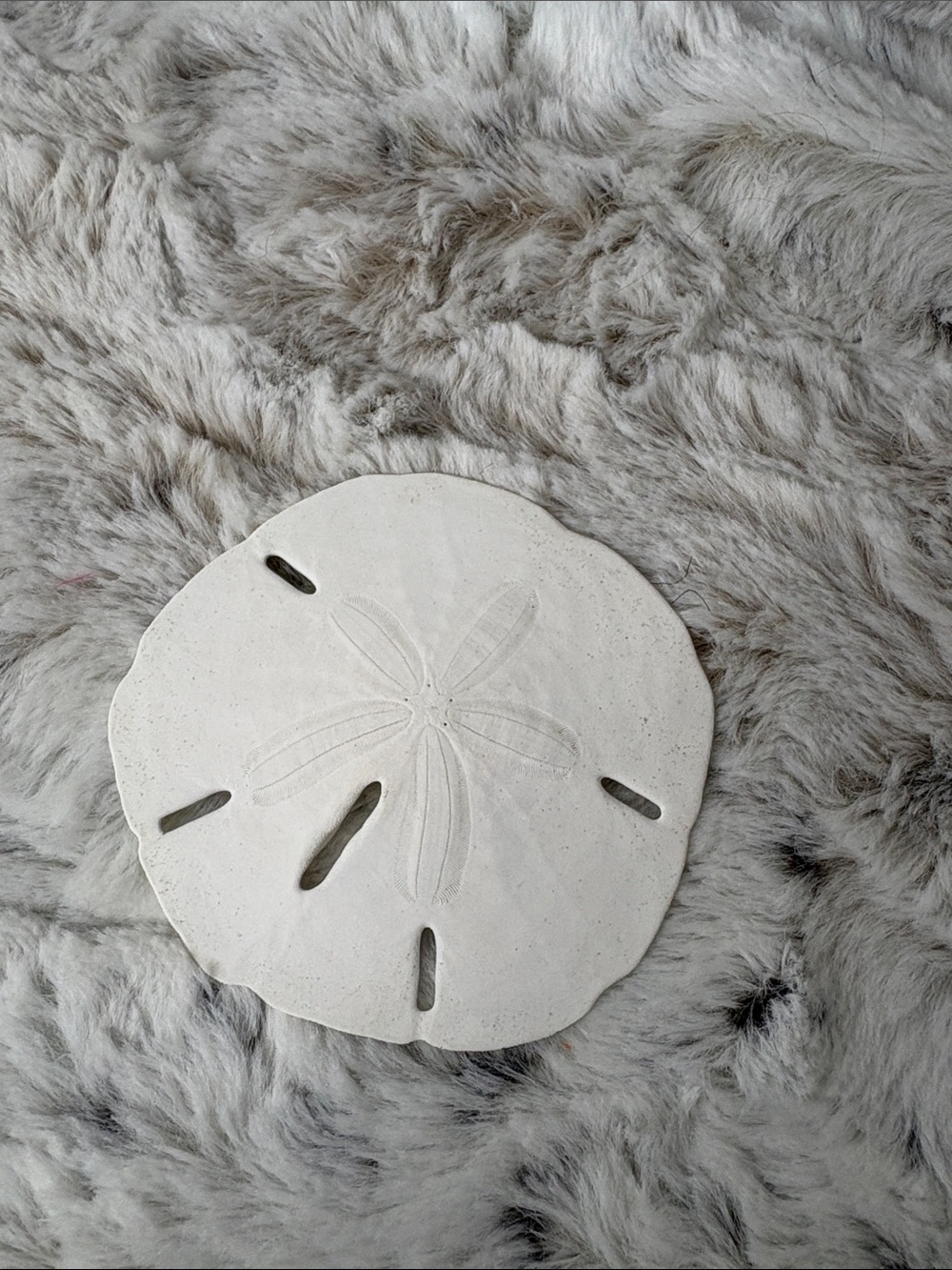 Real Sand Dollar for DIY Project